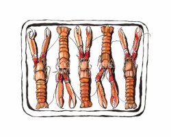 Langoustine