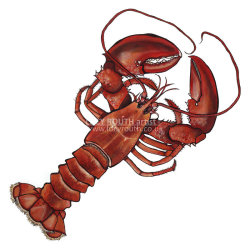 Lobster mini print