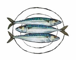 Mackerel on a plate