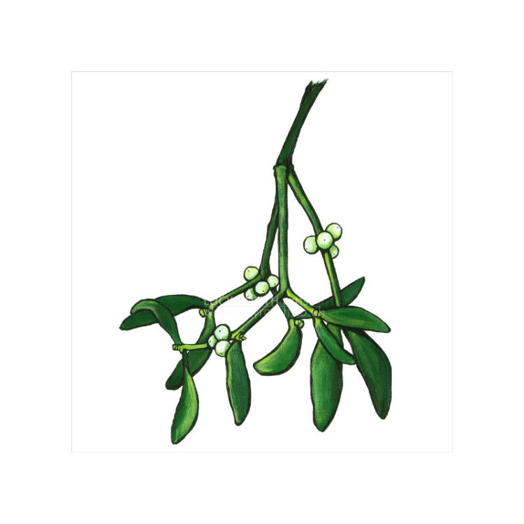 Mistletoe