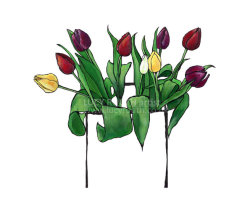 Mixed Tulips