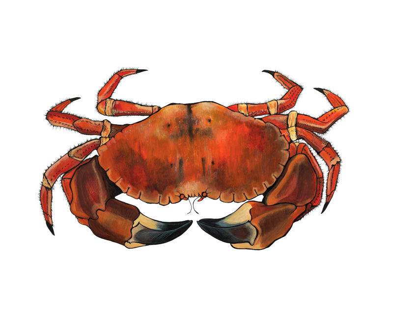 Crab