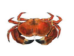 Crab