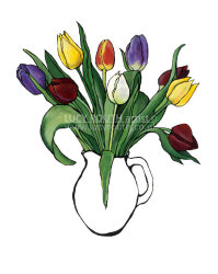 Rainbow Tulips