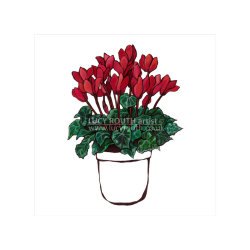 Red Cyclamen
