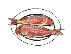 Red Mullet