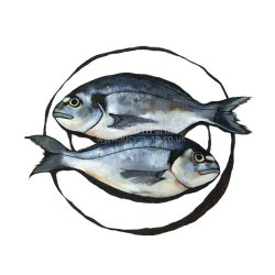 Sea Bream