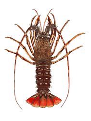 Spiny Lobster