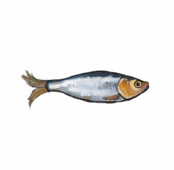 Sprat I
