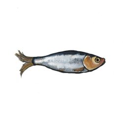 Sprat I