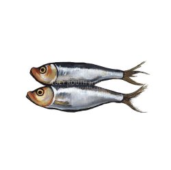 Sprat II