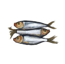 Sprat III