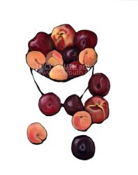 Summer Fruits