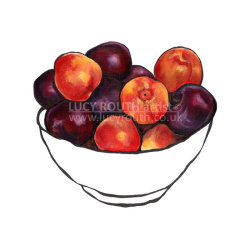 Summer Plums