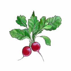 Radish Mini Print