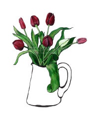 White Tulip
