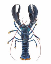 Blue Lobster