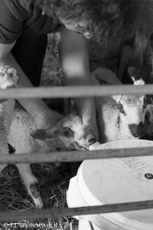 Teaching a lamb to suckle, Bransdale, March 2014