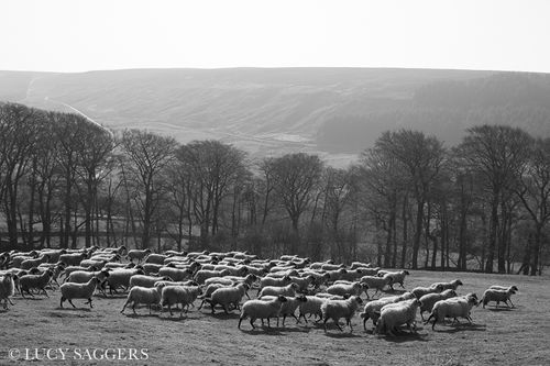 Bringing the ewes off the hill, Bransdale, March 2014
