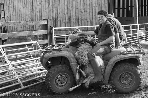 Bringing in the last sick ewe, Bransdale, March 2014