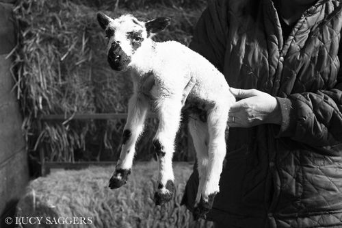Mule lamb, Bransdale, March 2014