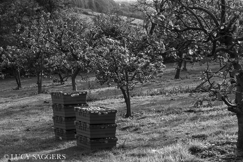 Ampleforth Abbey Orchards, October 2012