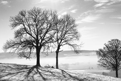 Knoll Hill trees reflected in snow, January 2013