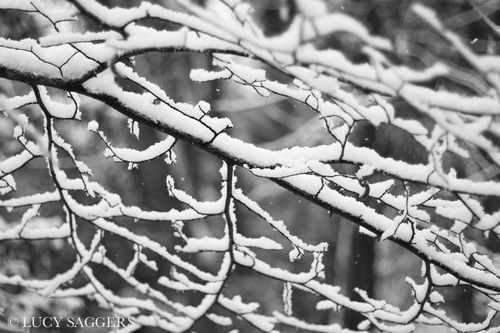 Snow covered branch, January 2013