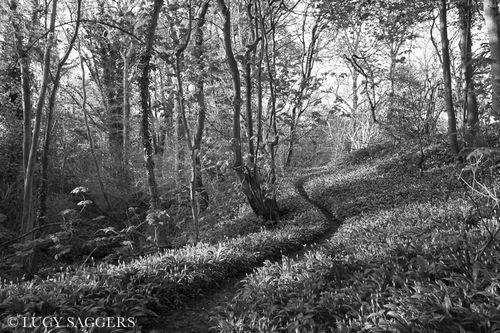 Wild garlic woods, Ampleforth, May 2013