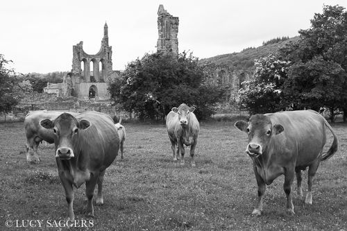 Cows at Byland Abbey, June 2013