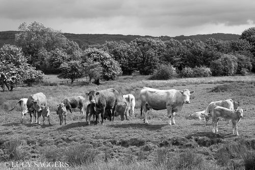Cows and calves, Coxwold, June 2013