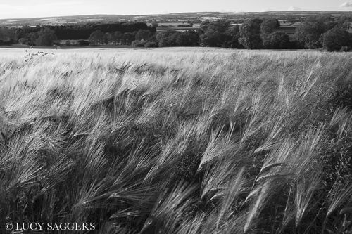 Barley in the wind on midsummers evening, Nunnington, June 2013