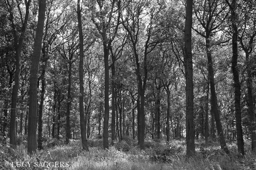 Golden square oak woods, June 2013