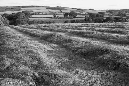 Freshly cut hay, Ampleforth, July 2013