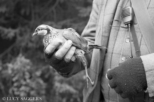 Partridge, Duncombe Park, January 2014