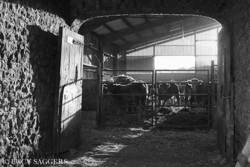 Cattle in the byre, Byland Abbey, November 2013