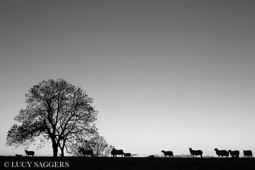 Sheep on Knoll Hill II, December 2013