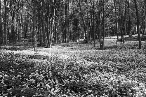 Frank's wild woods, Byland Abbey, May 2015