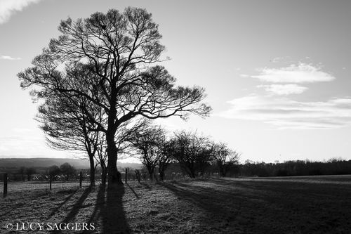 Field maple, Ampleforth, January 2014