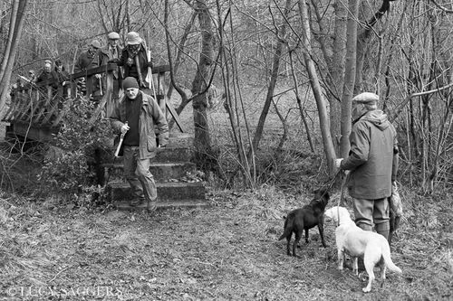 Beaters file across the bridge, Duncombe Park, January 2014