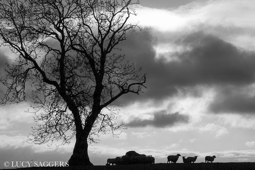 Sheep on Knoll Hill I, November 2012