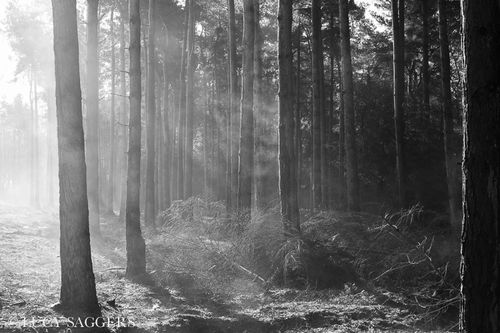 Steaming scots pines, Yearsley, March 2014