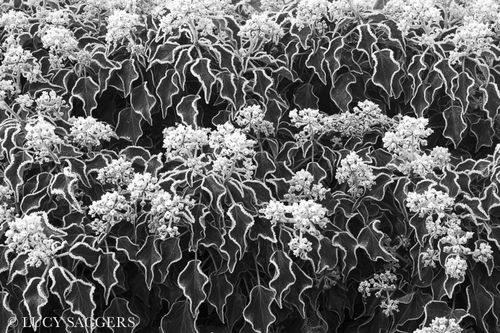 Hoarfrosted ivy, Byland Abbey, December 2012