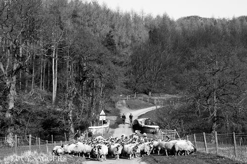 Bringing in the ewes, Bransdale, March 2014