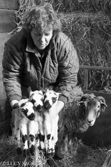 Sarah with Swaledale triplets, Bransdale, March 2014