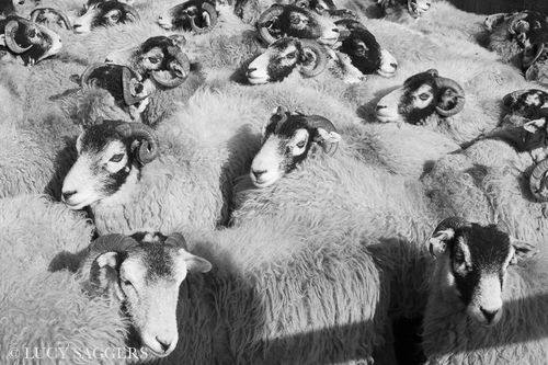 Swaledales, Bransdale, March 2014
