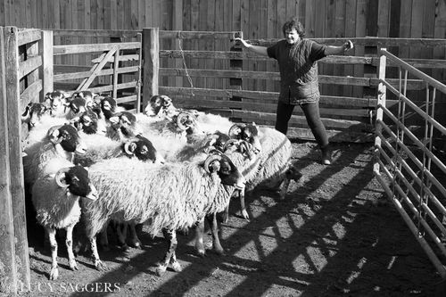 Sarah herding ewes, Bransdale, March 2014