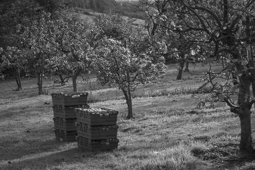 Ampleforth Abbey Orchard