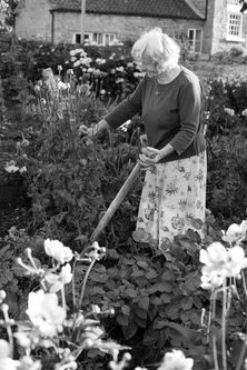 Betty Fox digging potatoes, Ampleforth, August 2015