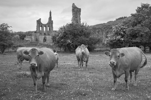 Cows at Byland Abbey